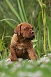 DOGUE DE BORDEAUX 281